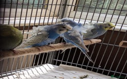 Budgerigars birds for sale: Japanese crested Hagoromos for sale - Image 6