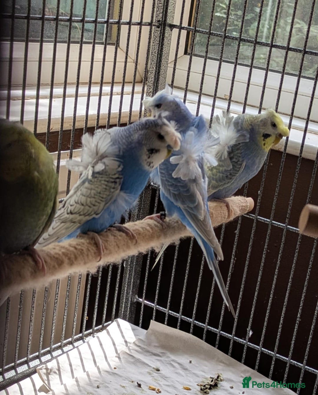 Budgerigars birds for sale: Japanese crested Hagoromos for sale - Image 6