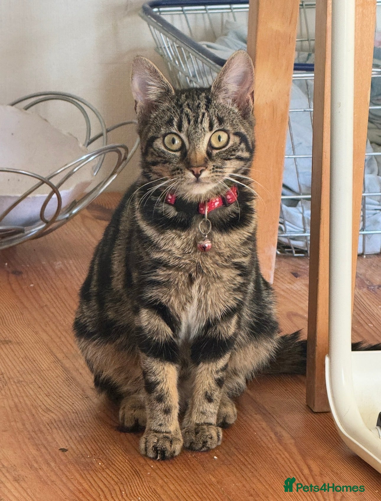 Domestic Shorthair cats Lynx tabby - Advert 2