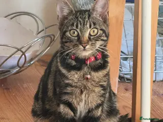 Domestic Shorthair cats Lynx tabby - Advert 2