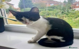 Mixed Breed cats for sale: Lovely kittens  - Image 3