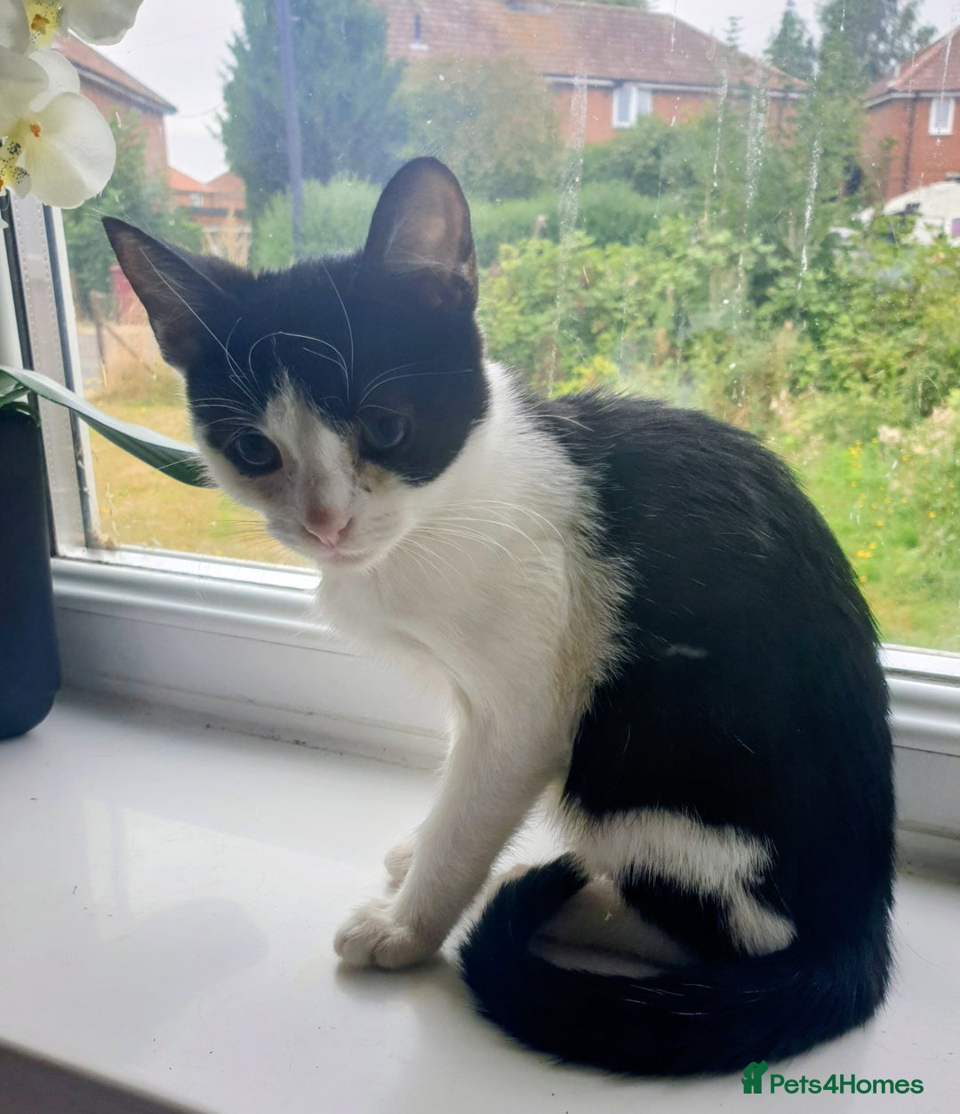Mixed Breed cats for sale: Lovely kittens  - Image 3