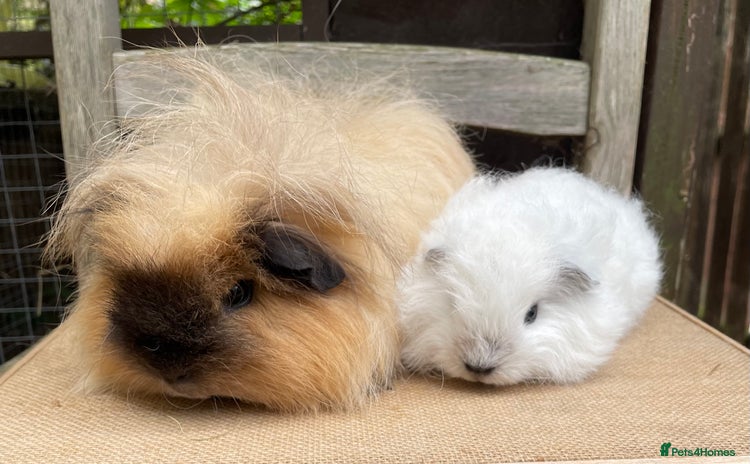 Guinea Pig rodents - Advert 12