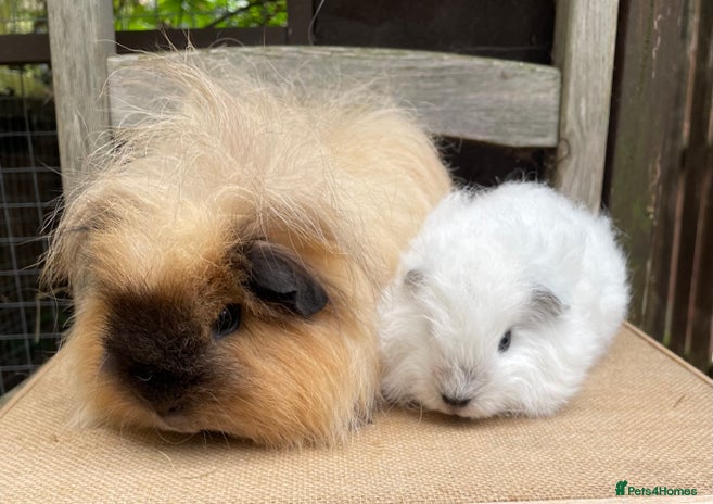 Guinea Pig rodents - Advert 12