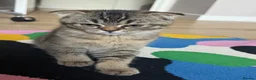 Scottish Fold cats for sale: Scottish Fold Girl Kitten - Advert 5