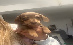 Miniature Dachshund dogs for sale: Miniature dachshund carrying Isabella - Image 4