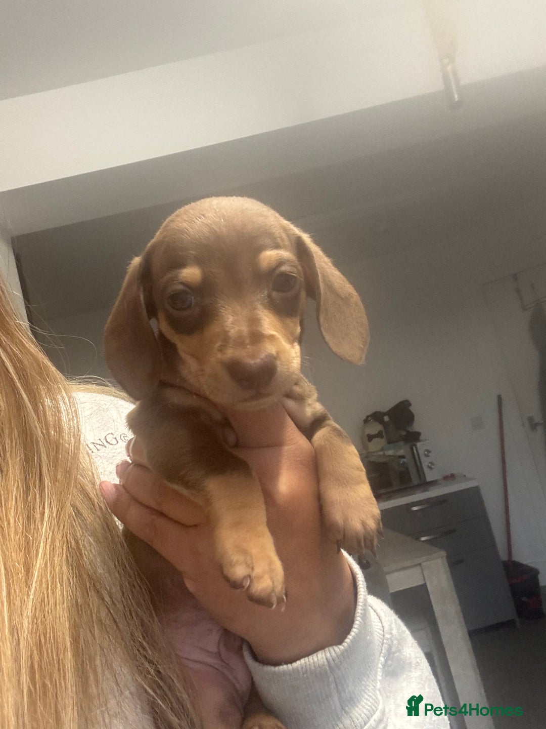 Miniature Dachshund dogs for sale: Miniature dachshund carrying Isabella - Image 4