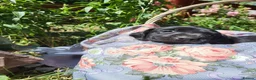 Springador dogs for sale: 6 beautiful springador Puppies fo4 sale - Advert 29