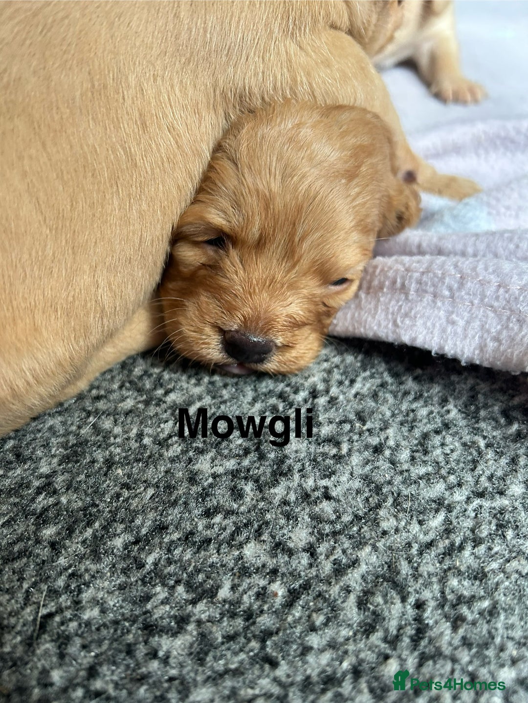 Mixed Breed dogs for sale: 4 beautiful playful pups - Image 7