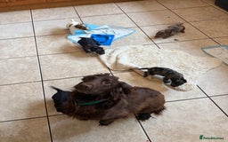 Mixed Breed dogs for sale: Merle sprocker x lurcher puppies  - Image 19