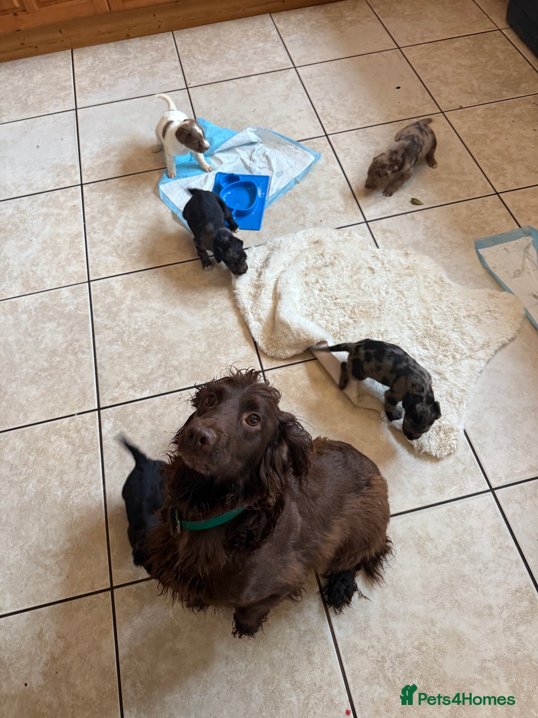 Mixed Breed dogs for sale: Merle sprocker x lurcher puppies  - Image 19