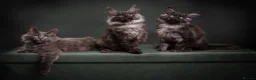 Maine Coon cats for sale: TICA & Council Licensed black smoke female kitten - Advert 4