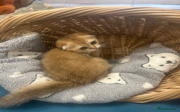 Scottish Fold cats for sale: Gold Chinchilla Scottish fold baby’s  - Image 2