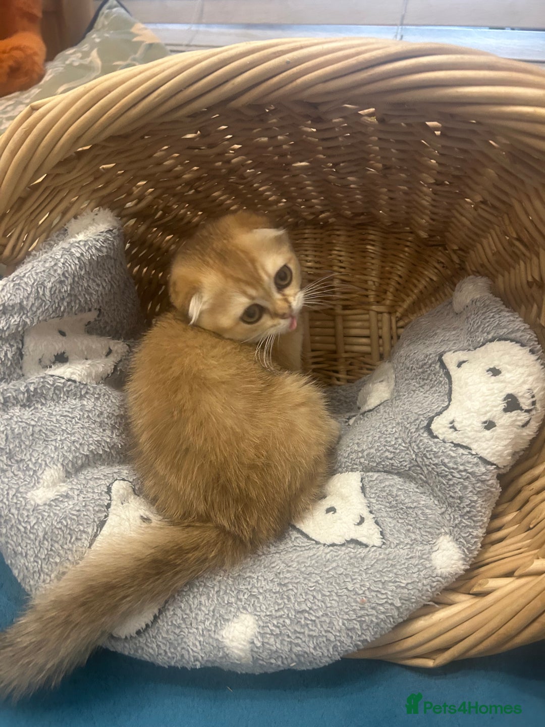 Scottish Fold cats for sale: Gold Chinchilla Scottish fold baby’s  - Image 2