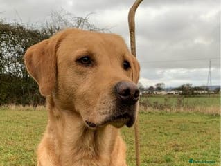 Labrador Retriever dogs Fully health Tested Labrador, Carrying Fox Red in Tewkesbury - Advert 23
