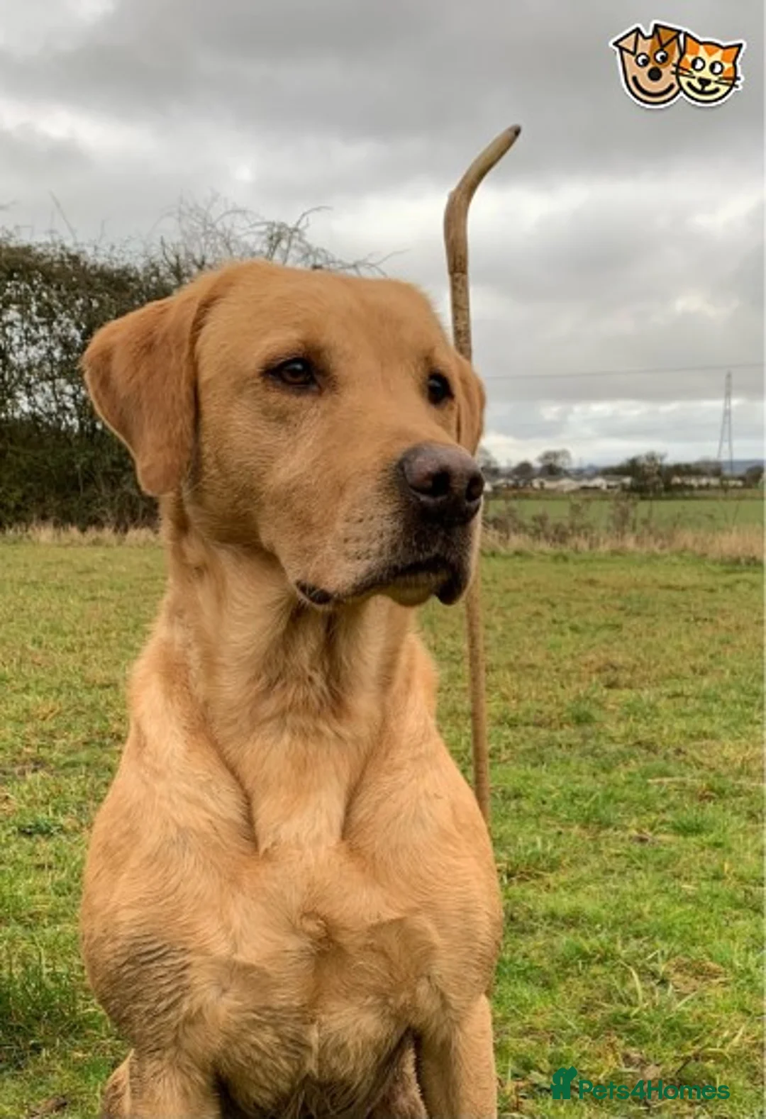 Labrador Retriever dogs for stud: Fully health Tested Labrador, Carrying Fox Red in Tewkesbury - Advert 1