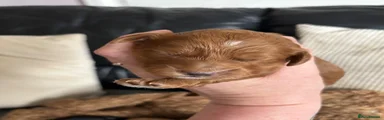 Cockapoo 1