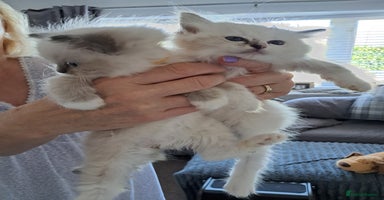 Ragdoll cats - Advert 9