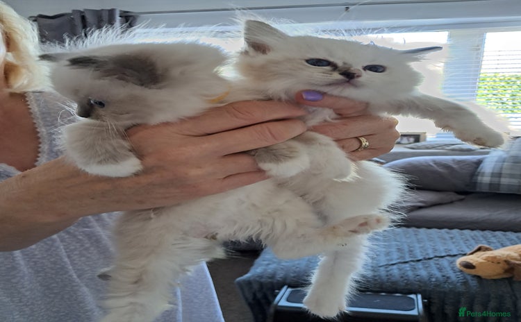 Ragdoll cats - Advert 1