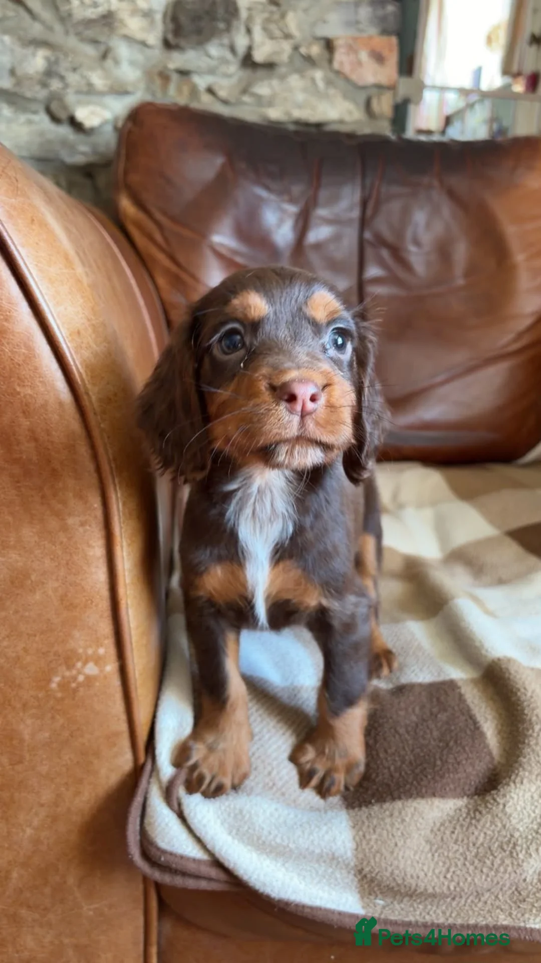 Sprocker dogs for sale: Beautiful sprocker puppies - Advert 1