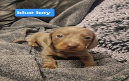 Miniature Dachshund dogs for sale: CHAMPION KC REG MINIATURE DACHSHUND PUPS.  - Image 9