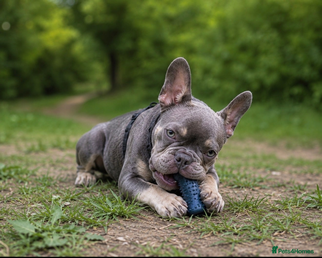 French Bulldog dogs Mr Dominic L - Advert 1