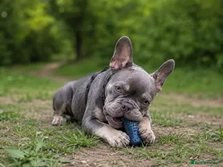 French Bulldog dogs Mr Dominic L - Advert 1