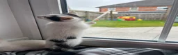 Mixed Breed cats for sale: Kittens  - Advert 4