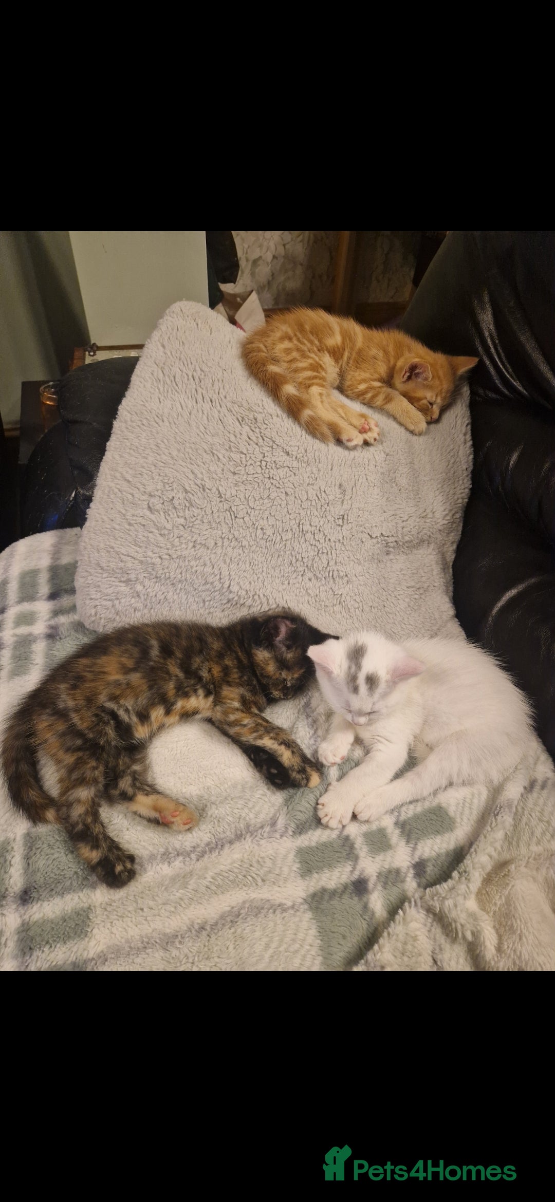 Mixed Breed cats for sale: Turkish angora x Main coon kittens ready now - Advert 5