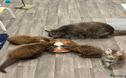 Maine Coon cats for sale: Ready Now - 4 Pedigree Silver Maine Coon Kittens - Image 5