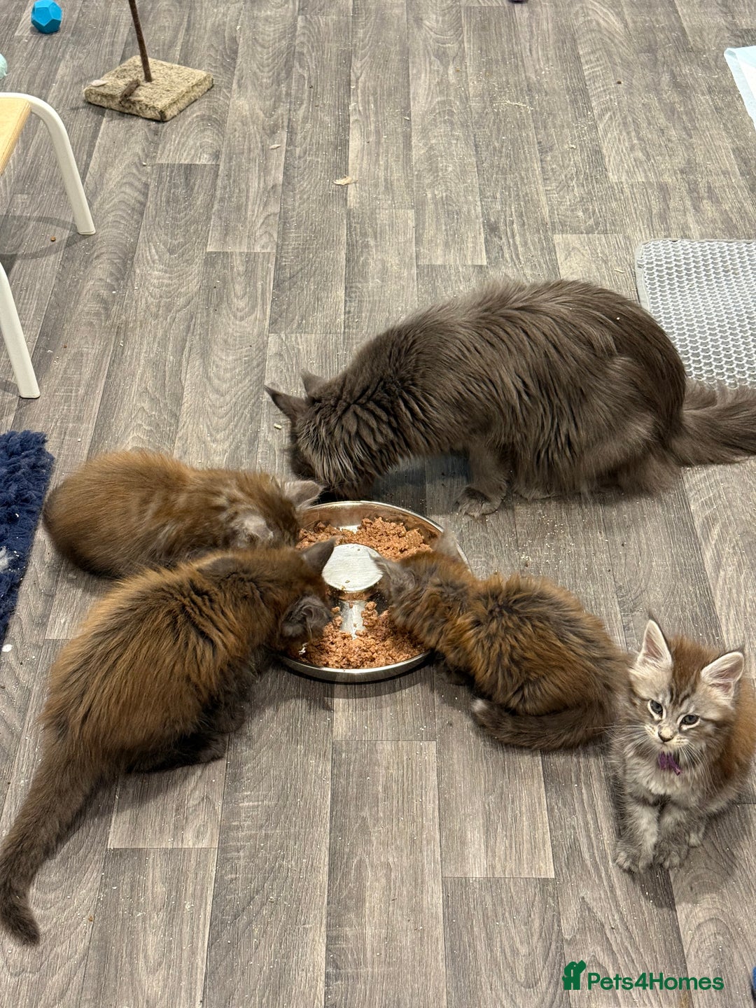 Maine Coon cats for sale: Ready Now - 4 Pedigree Silver Maine Coon Kittens - Image 5