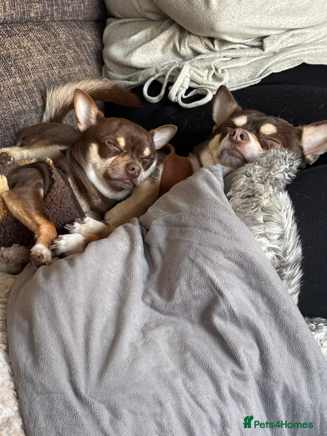 Chihuahua dogs for stud: Reggie the chocolate chi for stud in Ipswich - Advert 14