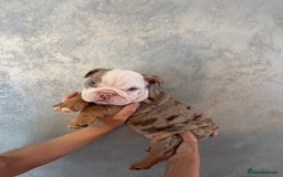English Bulldog dogs for sale: **REDUCED **READY TO LEAVE CHUNKY ENGLISH BULLDOG - Image 30