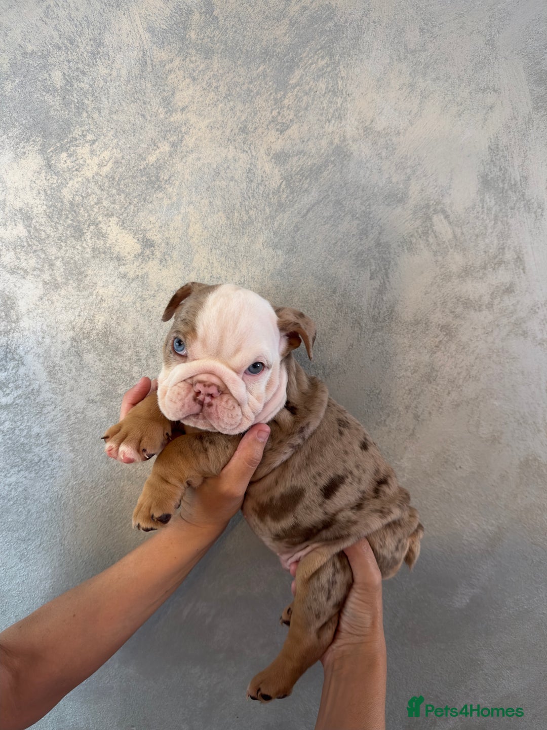 English Bulldog dogs for sale: **REDUCED **READY TO LEAVE CHUNKY ENGLISH BULLDOG - Image 30