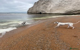 Dalmatian dogs for sale: Potential rehome - male LUA Dalmatian  - Advert 22