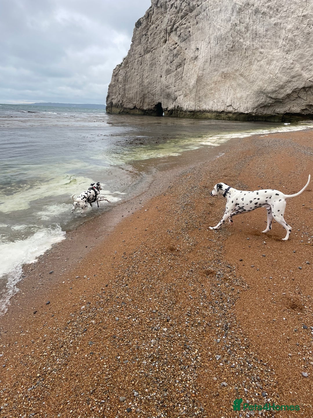 Dalmatian dogs for sale: Potential rehome - male LUA Dalmatian  - Advert 22