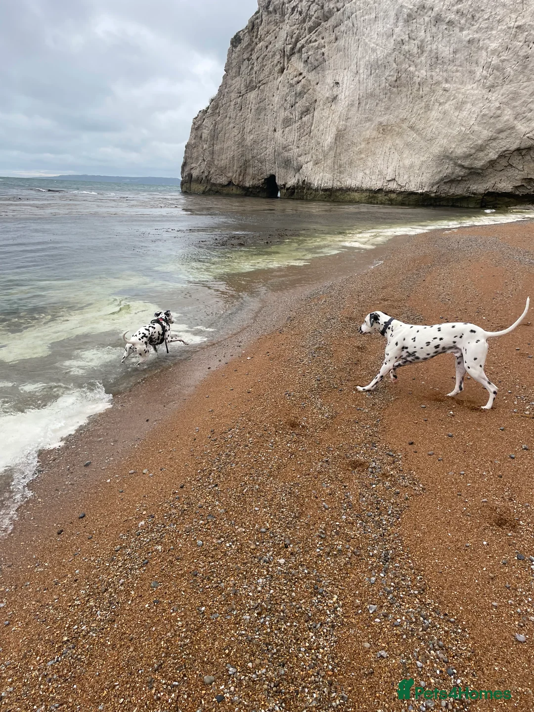 Dalmatian dogs for sale: Potential rehome - male LUA Dalmatian  - Advert 22