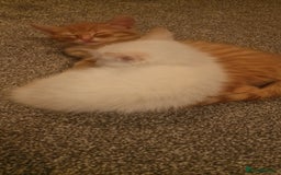 Mixed Breed cats for sale: Only one beautiful kitten remaining! - Image 7