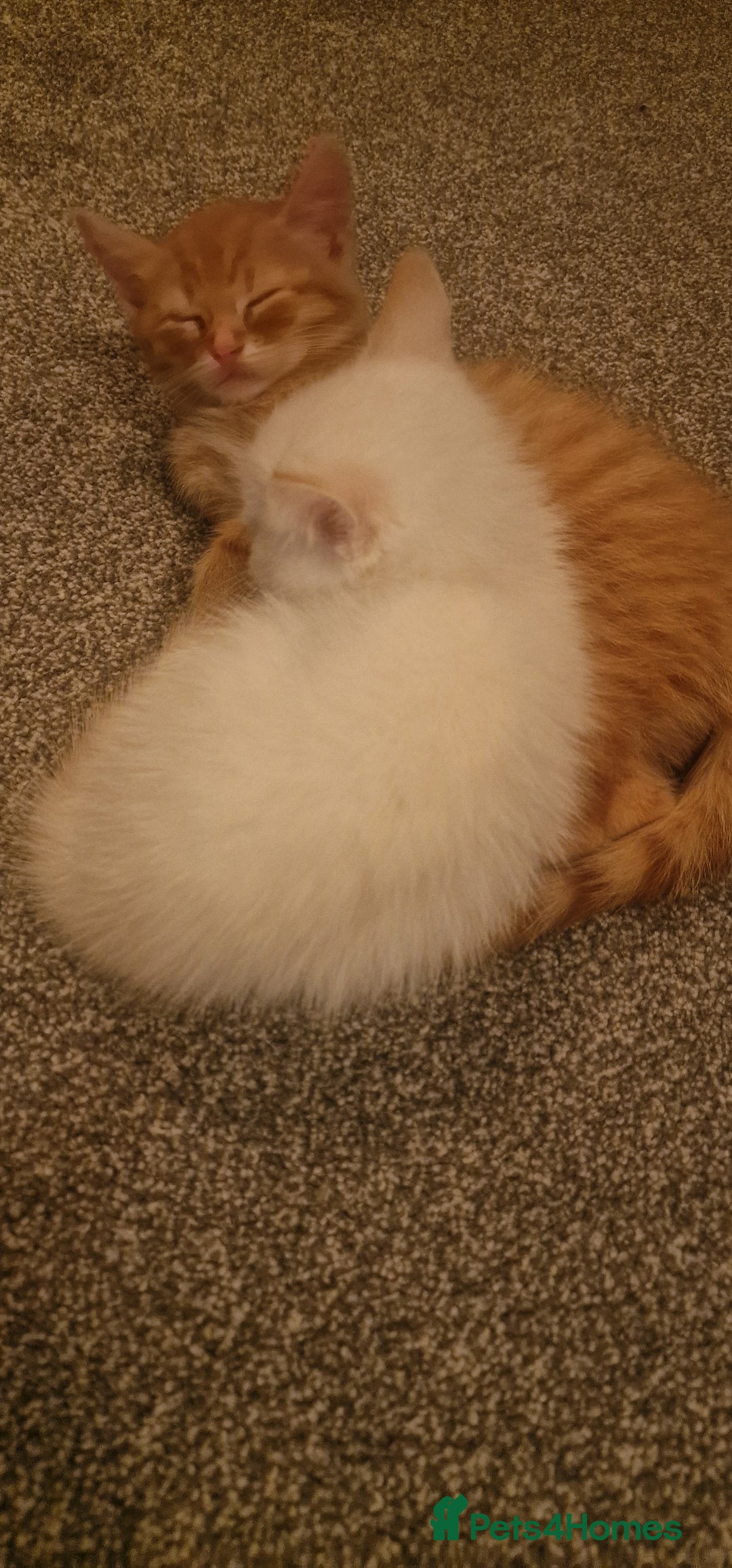 Mixed Breed cats for sale: Only one beautiful kitten remaining! - Image 7