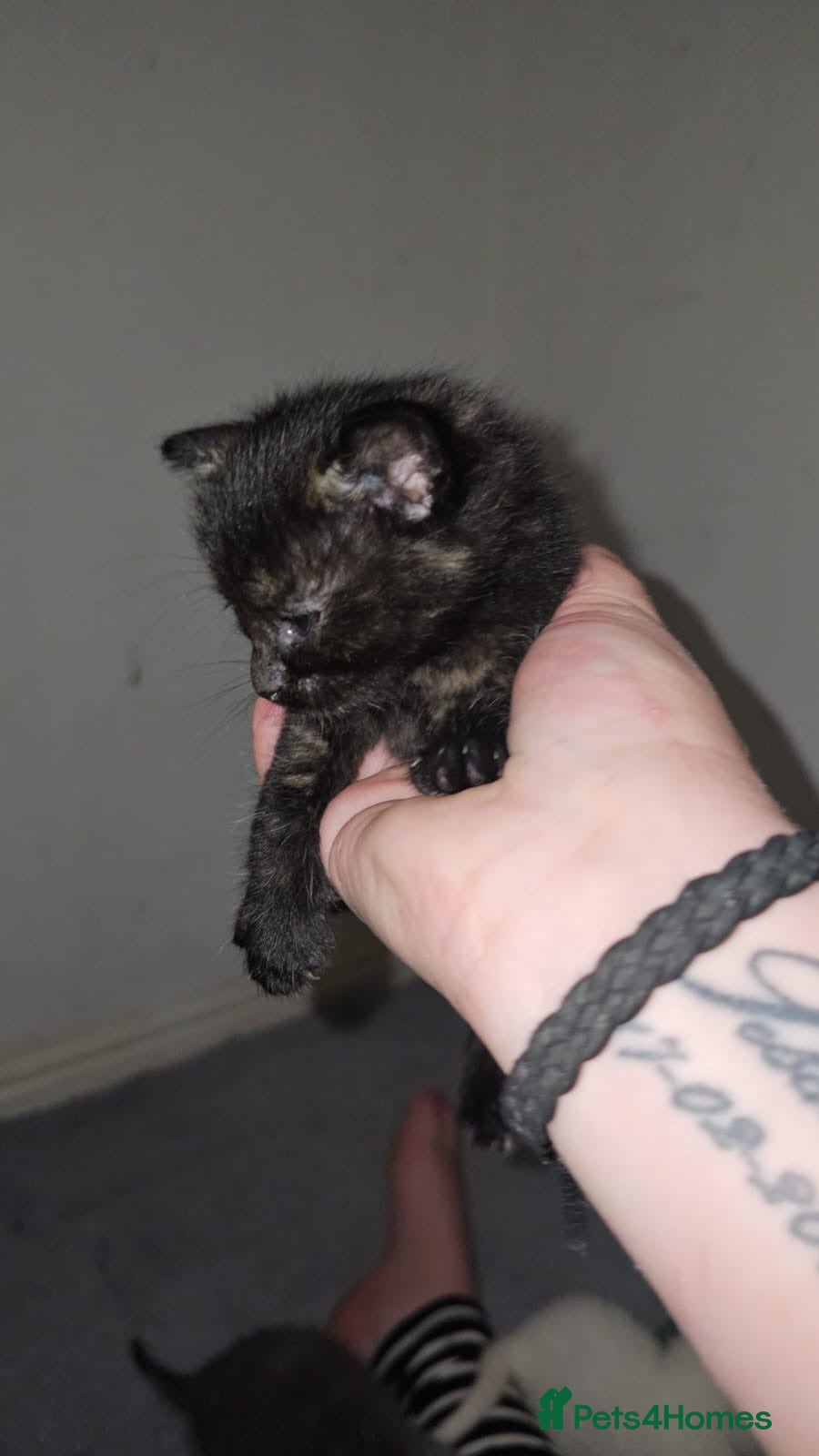 Domestic Shorthair cats Rescue Kittens Looking for Forever Homes - Advert 9