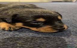 Rottweiler dogs for sale: Gorgeous Rottweiler puppies - Advert 5