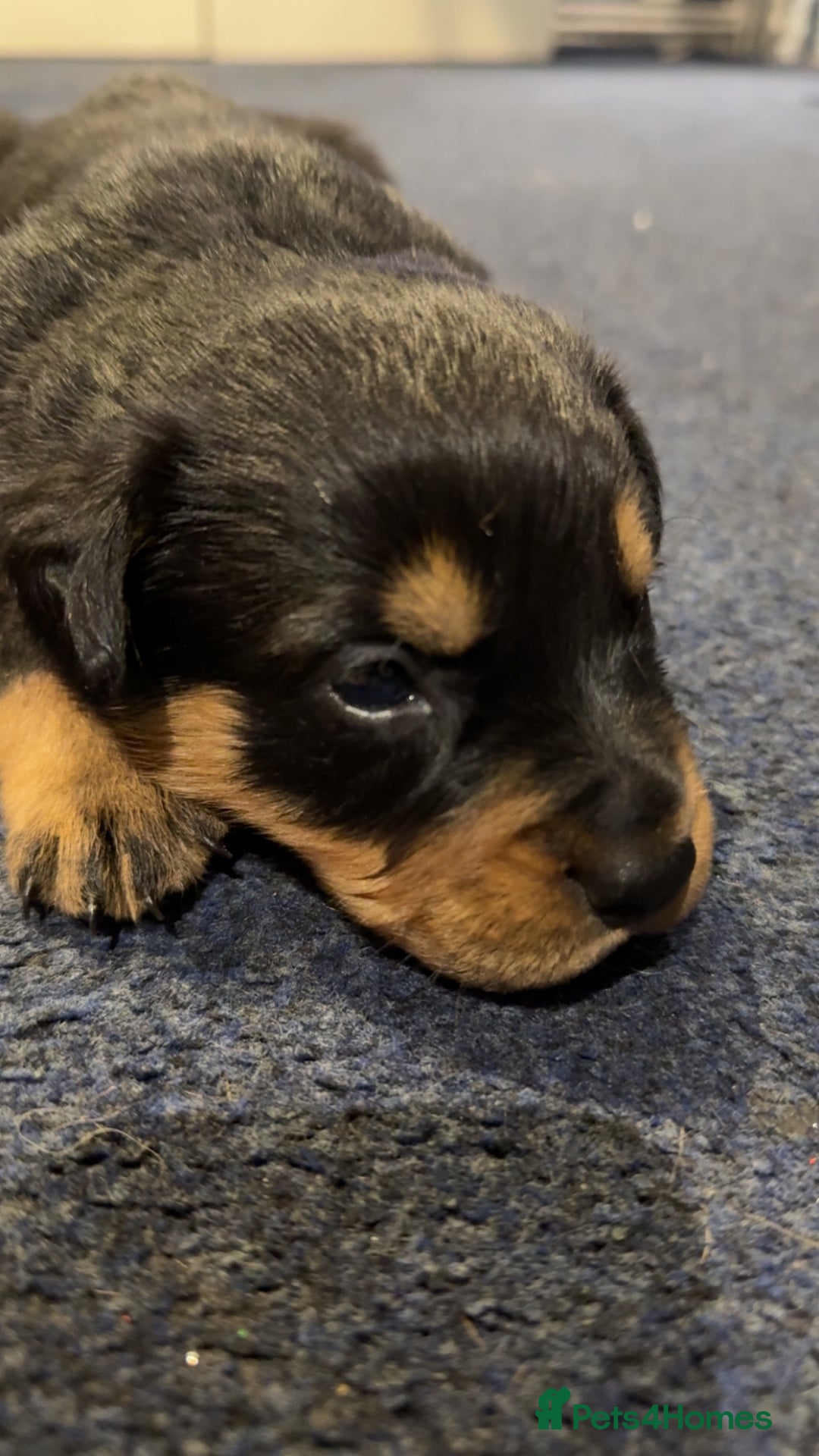 Rottweiler dogs for sale: Gorgeous Rottweiler puppies - Advert 5