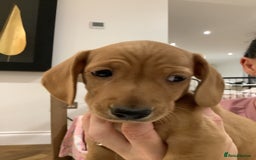 Miniature Dachshund dogs for sale: Miniature dachshund pups.KC REG& Council Licensed  - Image 5