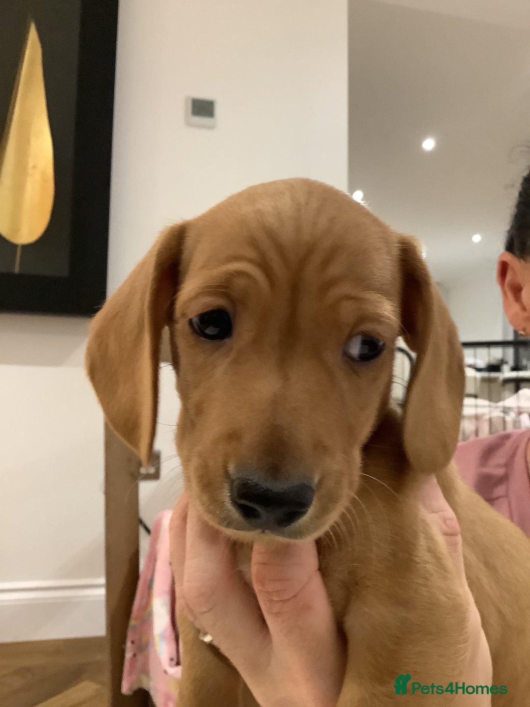 Miniature Dachshund dogs for sale: Miniature dachshund pups.KC REG& Council Licensed  - Image 5