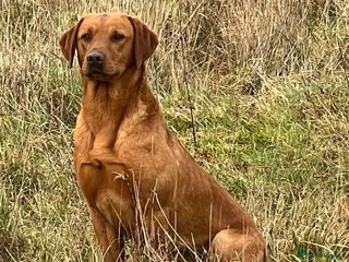 Labrador Retriever dogs in Petworth - Advert 15