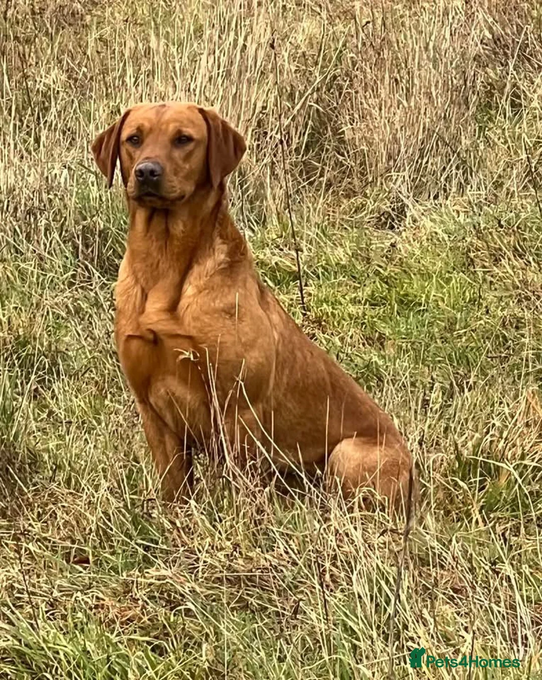 Labrador Retriever dogs for stud: EXTENSIVELY HEALTH TESTED FOX RED LABRADOR AT STUD in Petworth - Advert 3