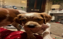 Brittany Spaniel dogs for sale: Brittany puppies for sale  - Image 12
