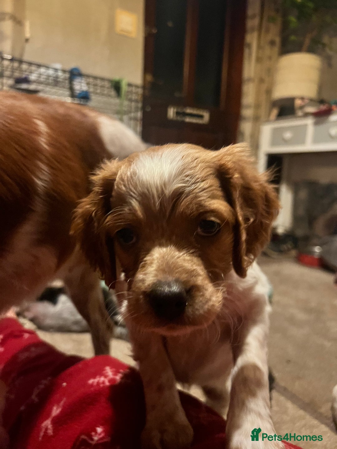 Brittany Spaniel dogs for sale: Brittany puppies for sale  - Image 12