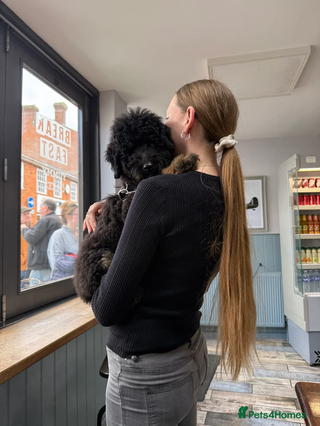 Bernedoodle dogs for sale: Mini Health Tested Bernedoodle - Advert 7