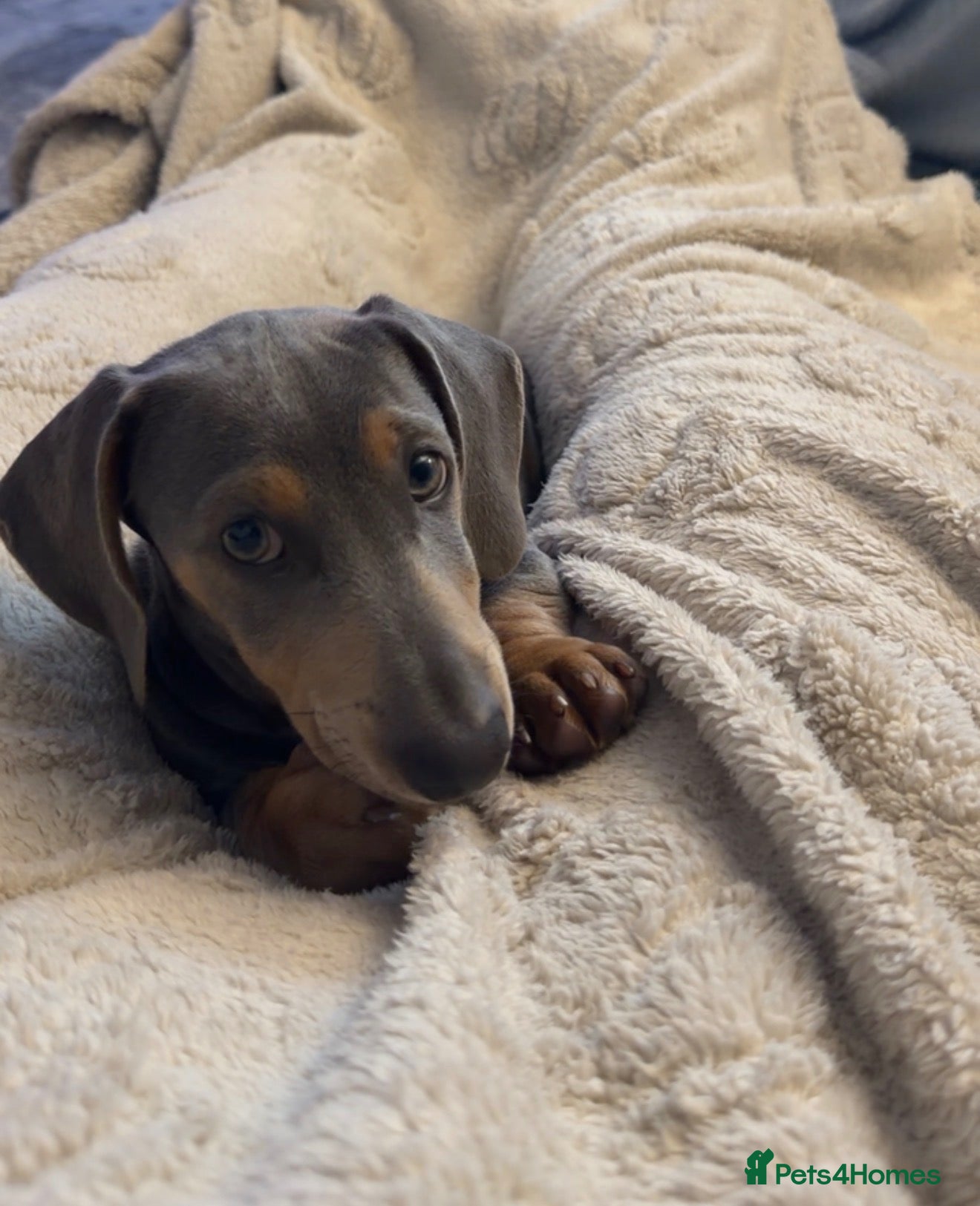 Miniature Dachshund dogs KC Registered Miniature Dachshund Puppy - Advert 3